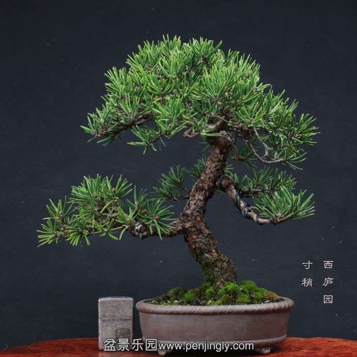 bonsai15110610.jpg