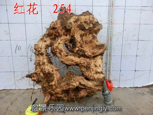 CIMG8719.JPG
