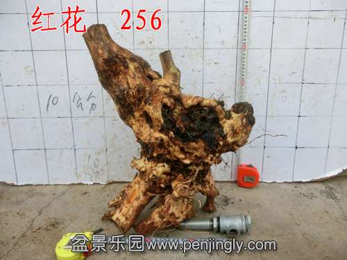 CIMG8725.JPG