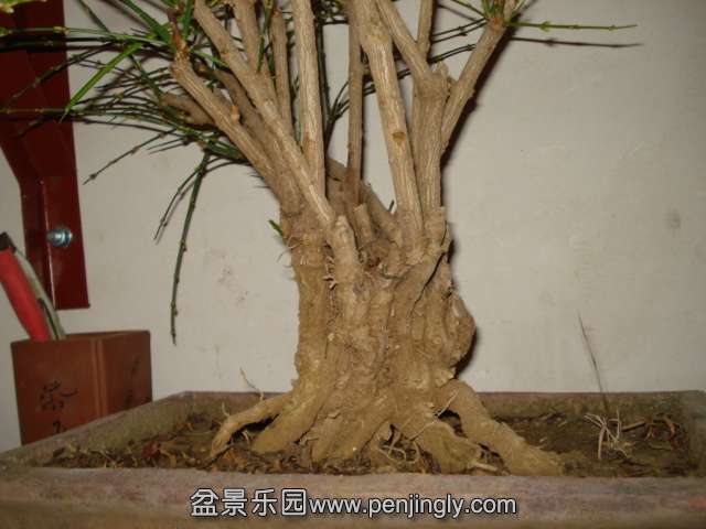 DSC01339.JPG