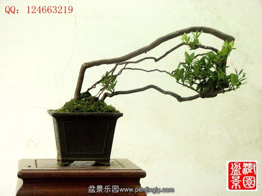 IMG_1895__.jpg