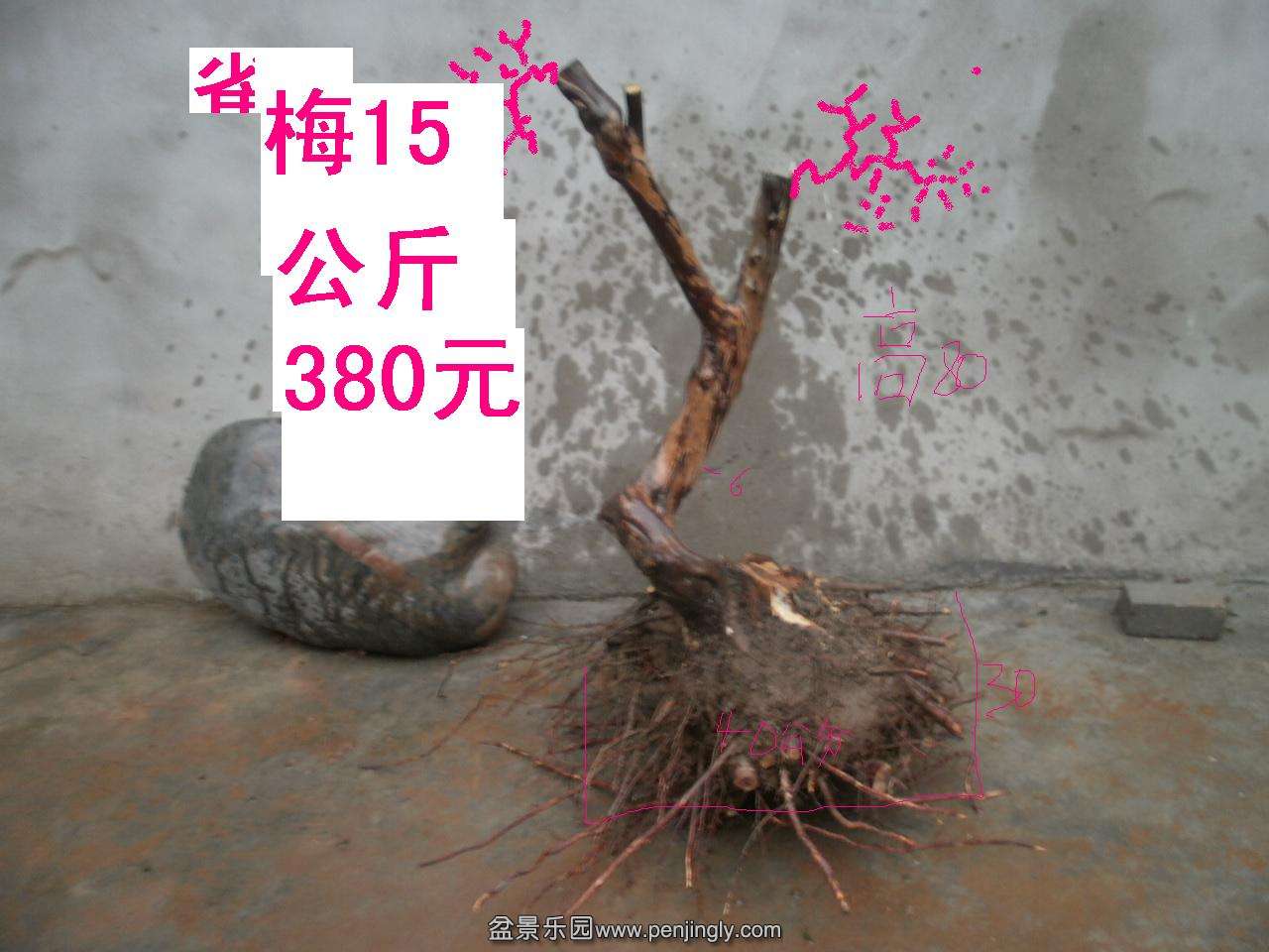 P1010006.JPG