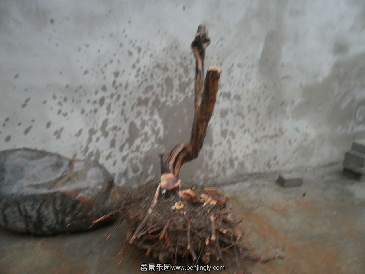 P1010011.JPG