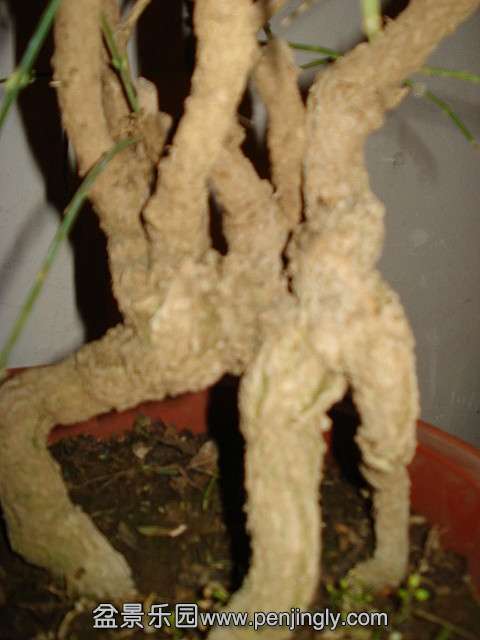 DSC01361.JPG