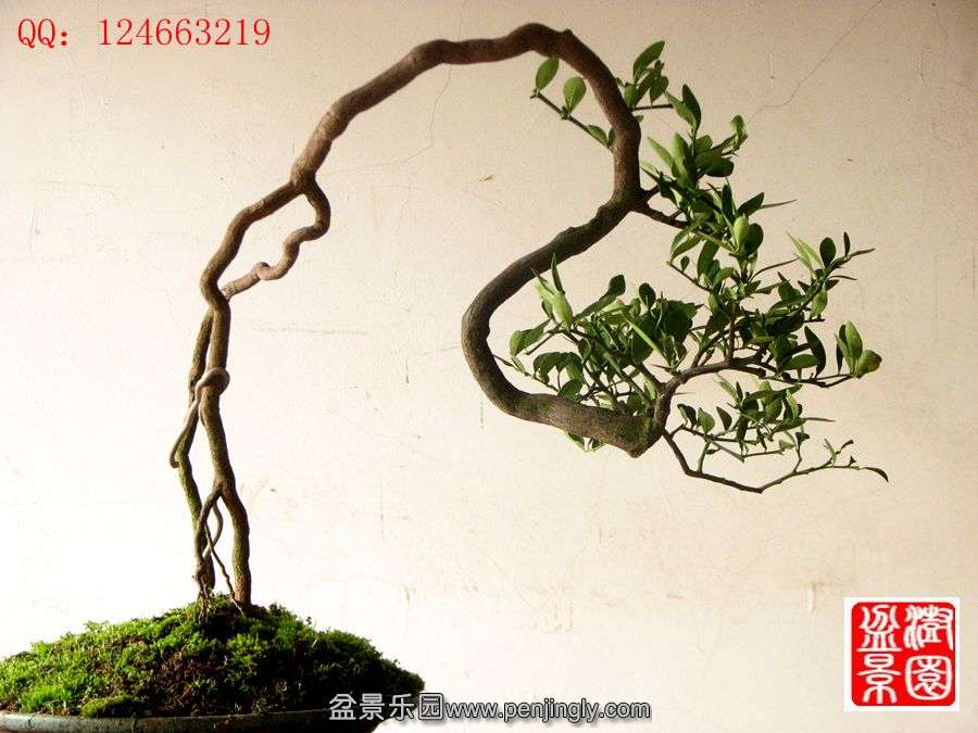 IMG_1976__.jpg