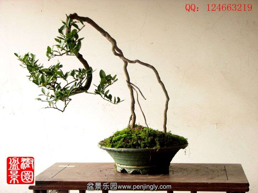IMG_1978__.jpg