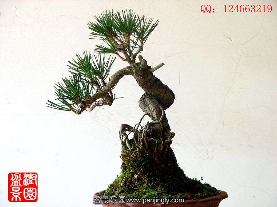 IMG_2082__.jpg
