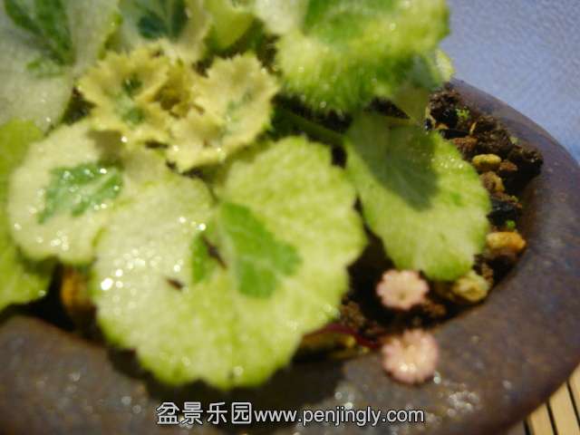 DSC02148.JPG
