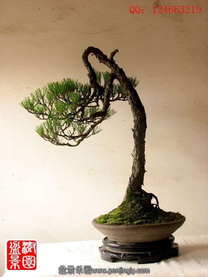 IMG_2130__.jpg