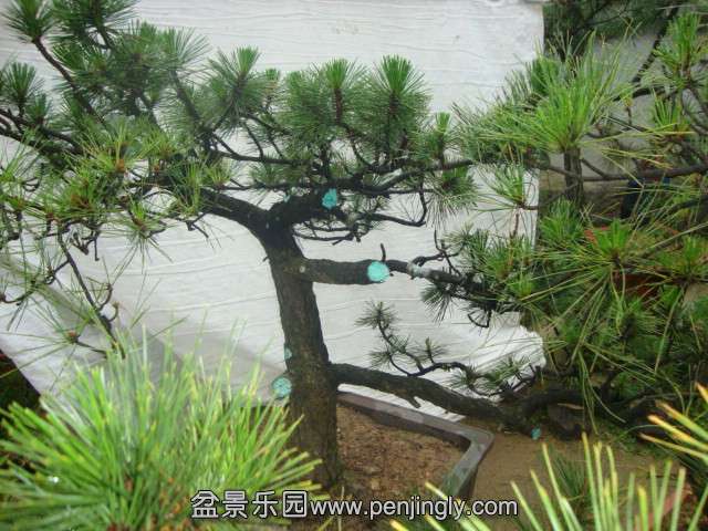 DSC03417_.jpg