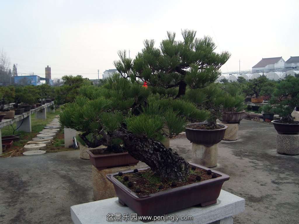 DSC01354.JPG