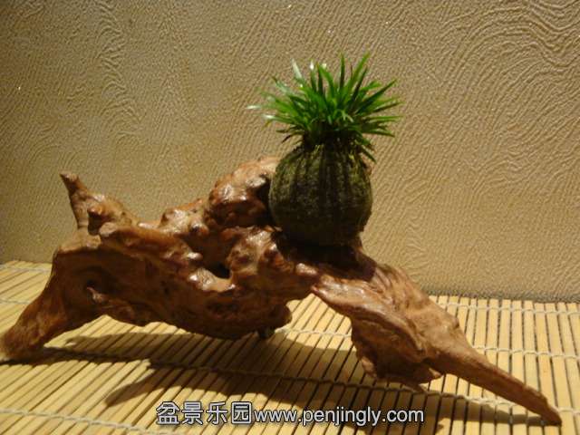 DSC02190.JPG