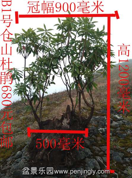 B1Ųɽž飺׮ͷ400ף500ף1200ףڷ900ף680Ԫȫڴʡֻ1821 ...