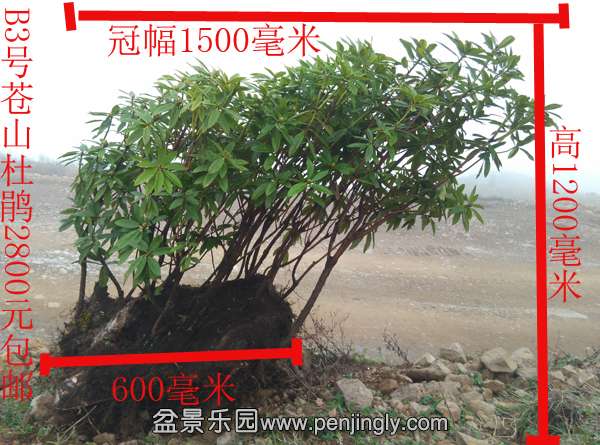 B3Ųɽž飺׮ͷ500ף600ף1200ףڷ1500ף2800Ԫȫڴʡֻ18 ...