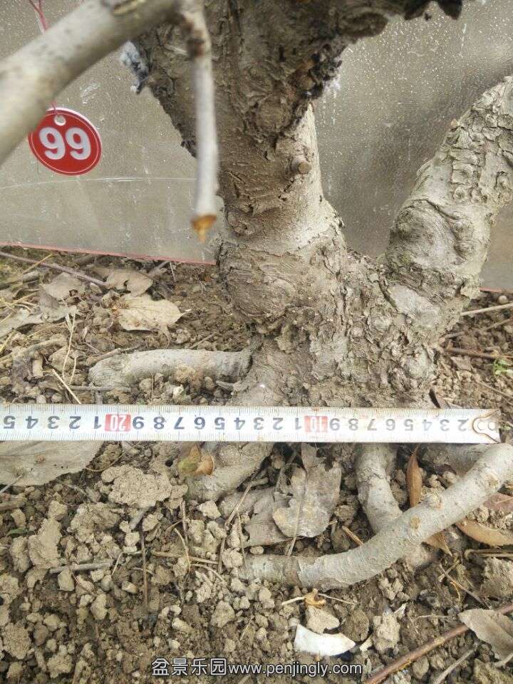 99.jpg