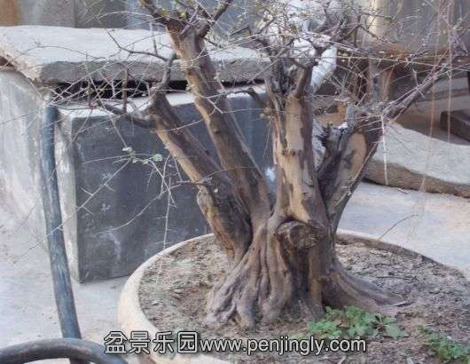 100_4794.JPG