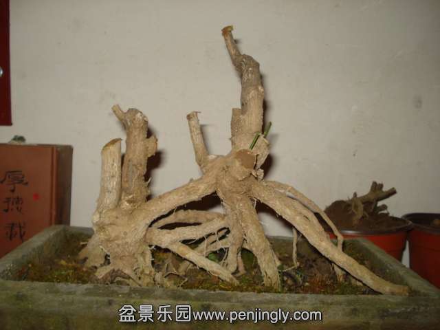 DSC01462.JPG