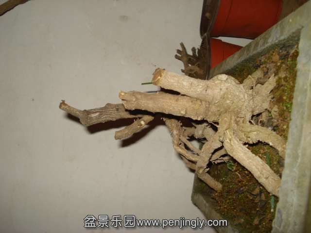 DSC01463.JPG