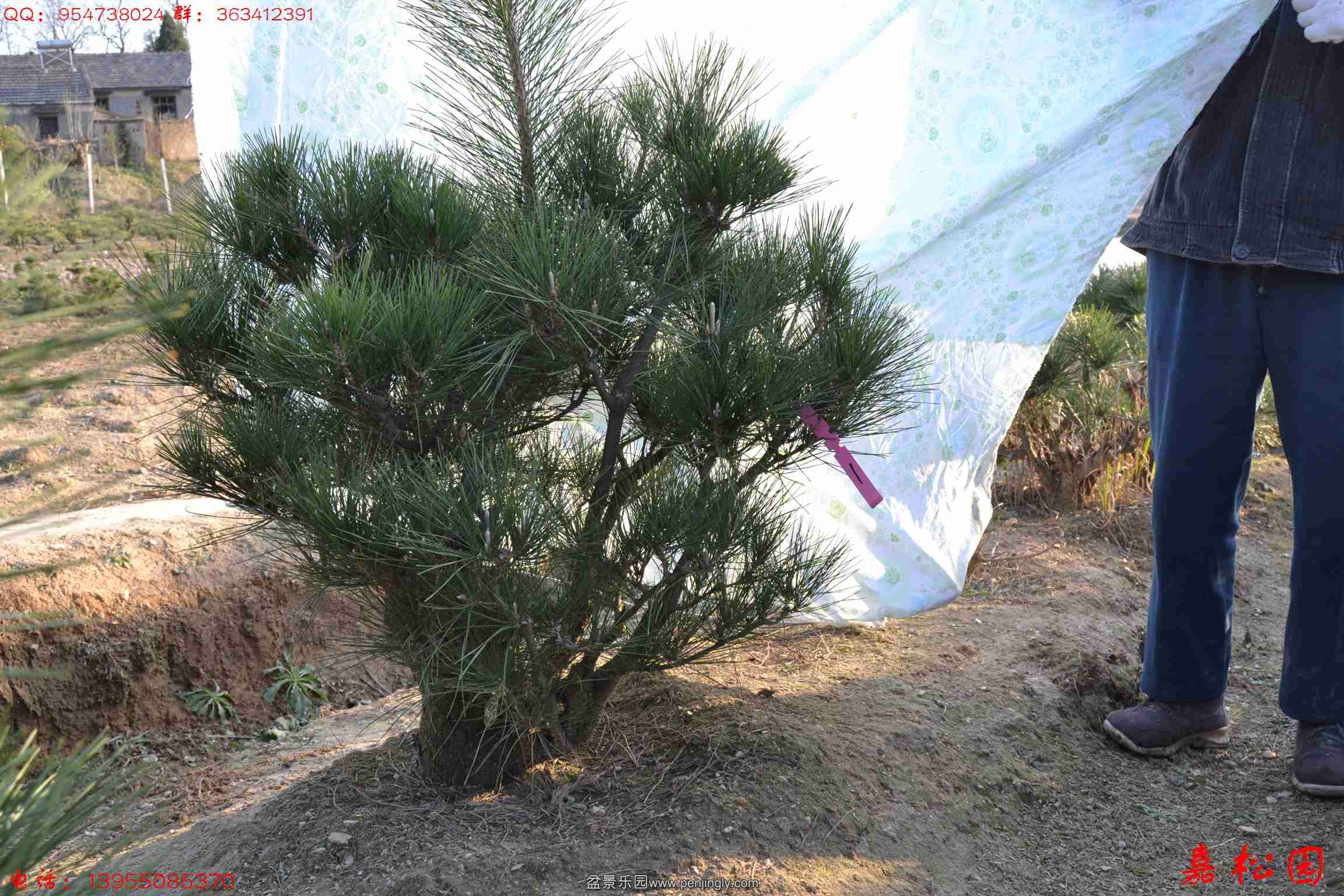 ��ŵĺ��� 011.JPG