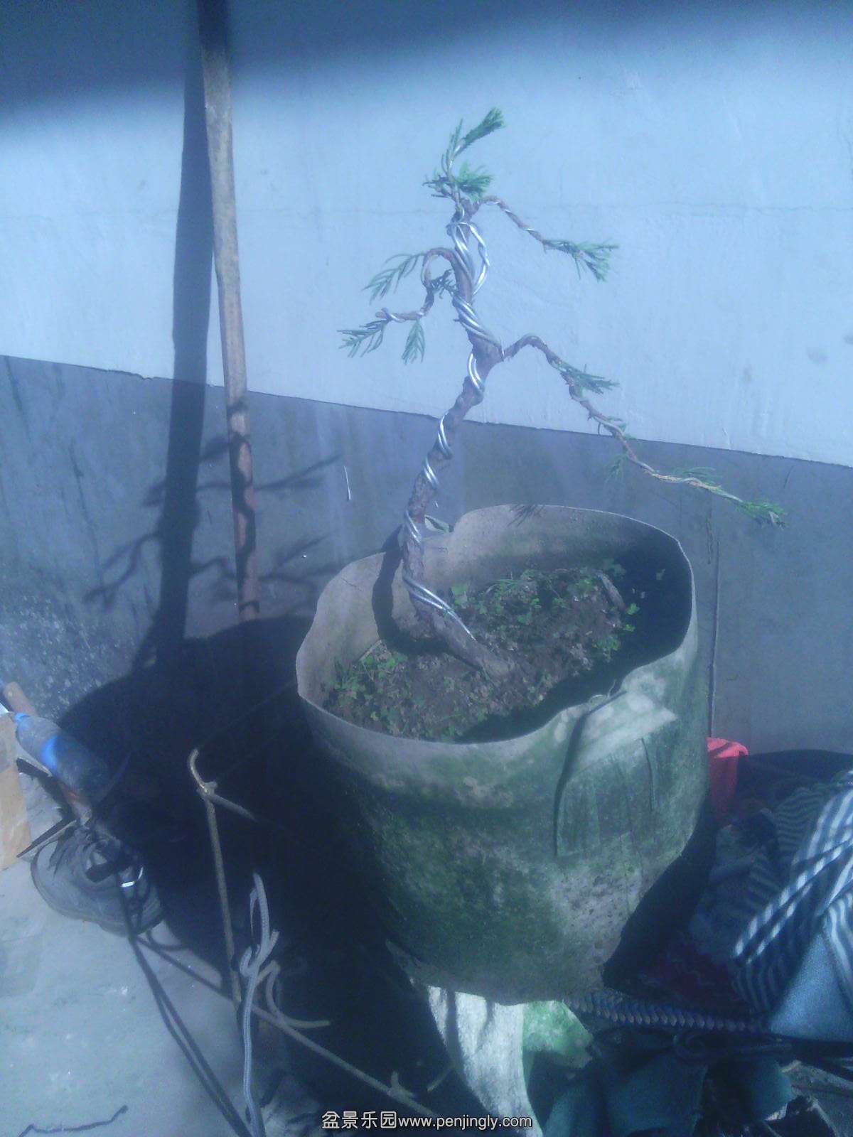 IMG00238.jpg