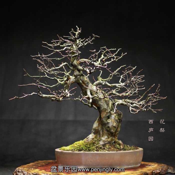 bonsai15121910.jpg
