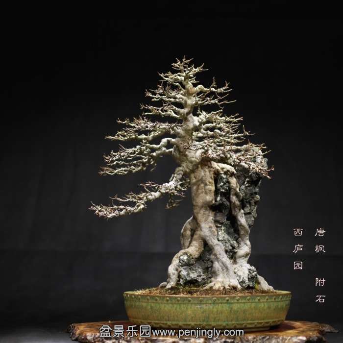 bonsai15121921.jpg
