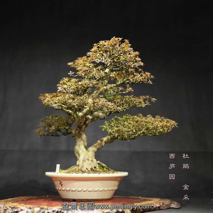 bonsai15121920.jpg