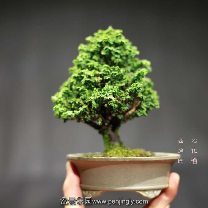 bonsai15121933.jpg