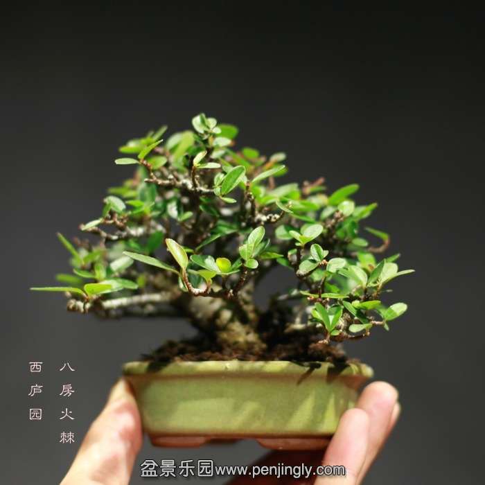 bonsai15121940.jpg