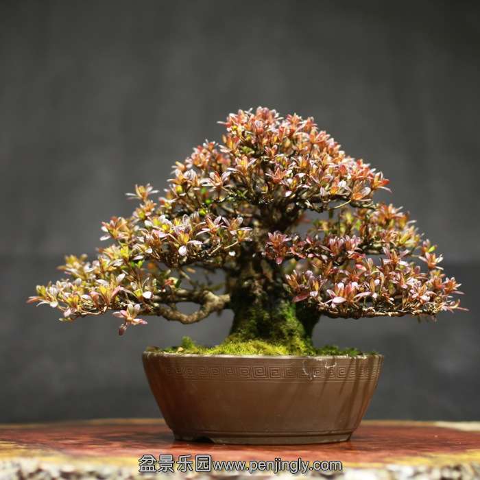 bonsai15121807.jpg