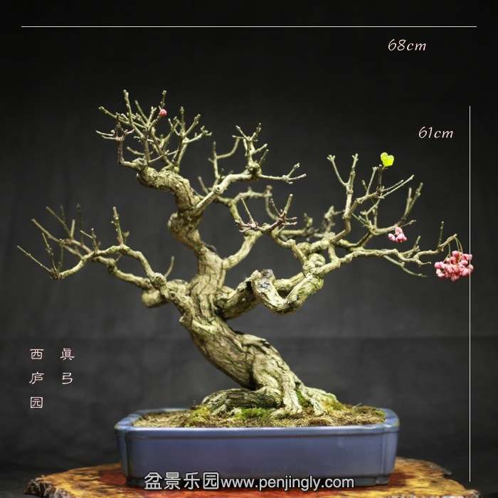 bonsai15121816.jpg