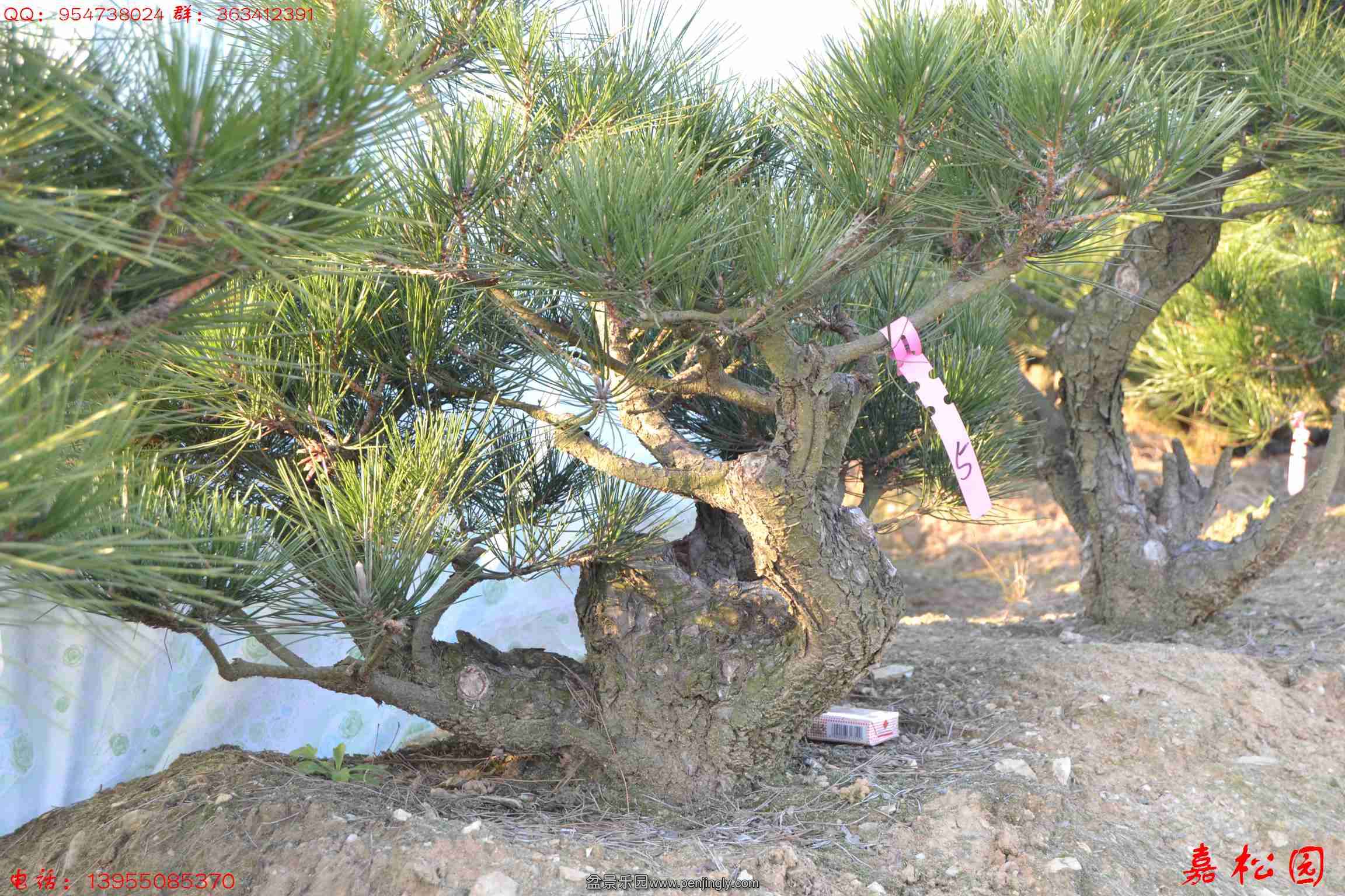 ŵĺ 020.JPG
