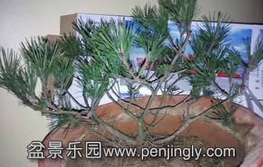 IMG_20151223_073240.jpg