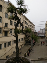 IMG_20151205_100956.jpg