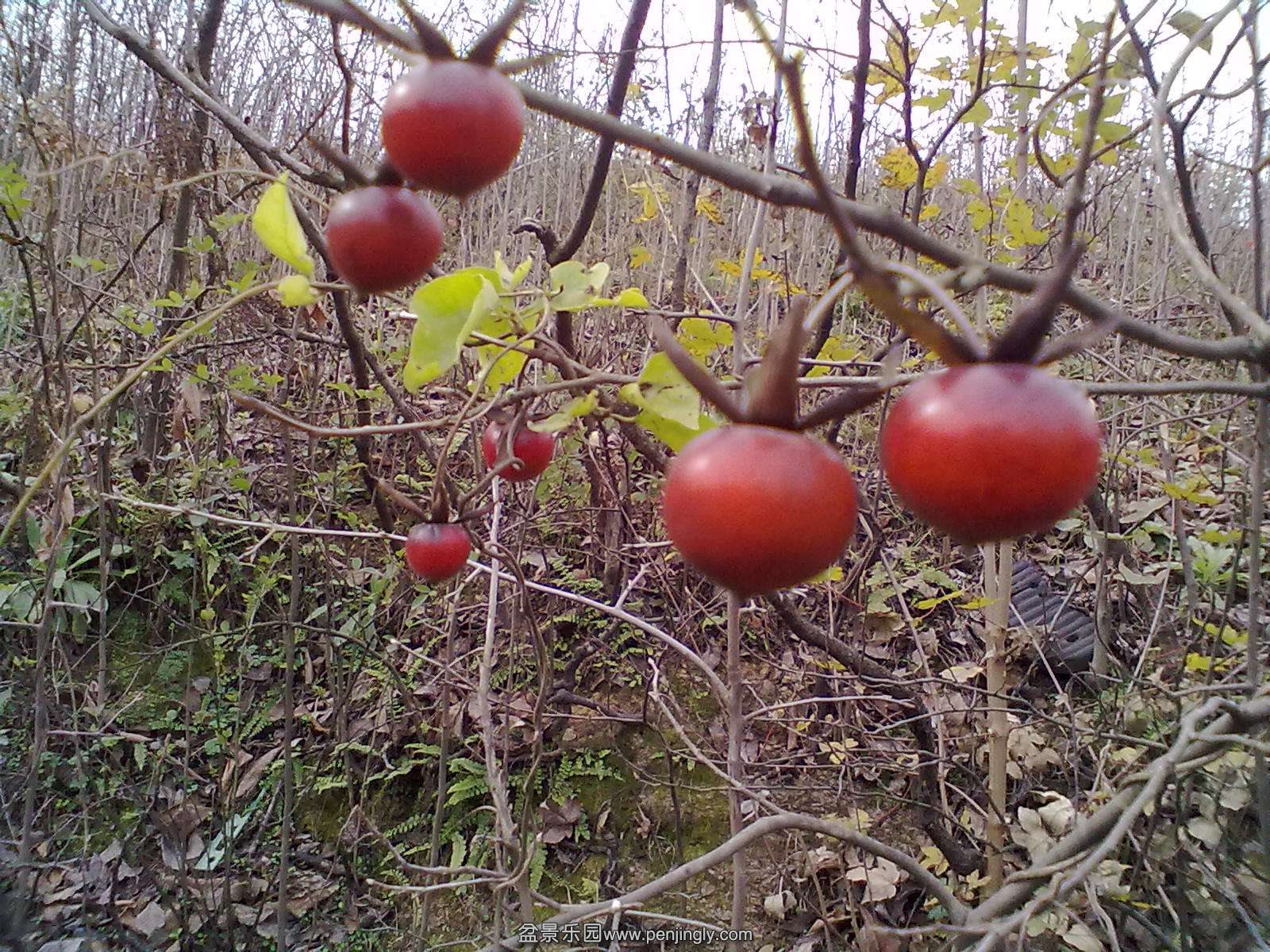 201103231921.jpg
