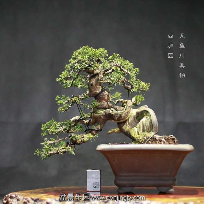 bonsai15122601.jpg