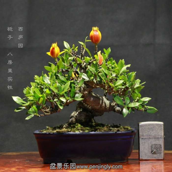 bonsai15122610.jpg