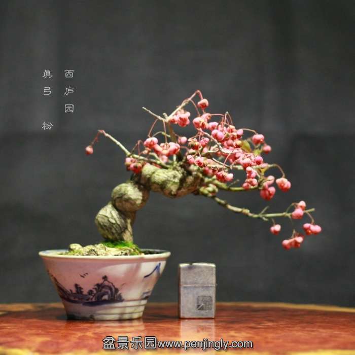 bonsai15122607.jpg