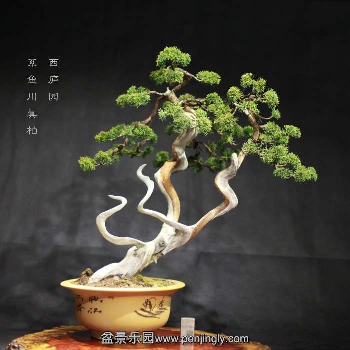 bonsai15122617.jpg