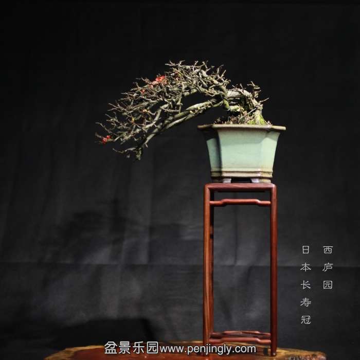 bonsai15122620.jpg