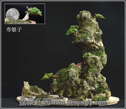 Super Mini On Rock-K.jpg