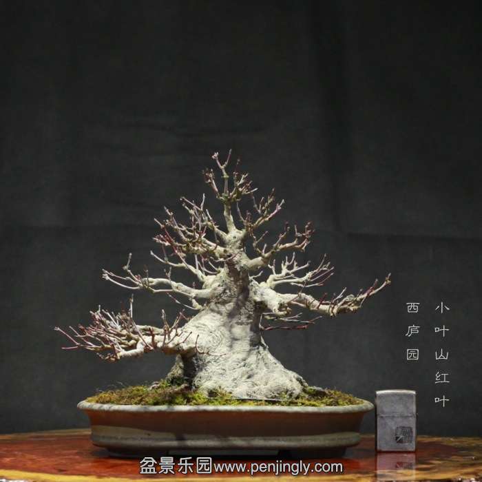 bonsai1601041.jpg