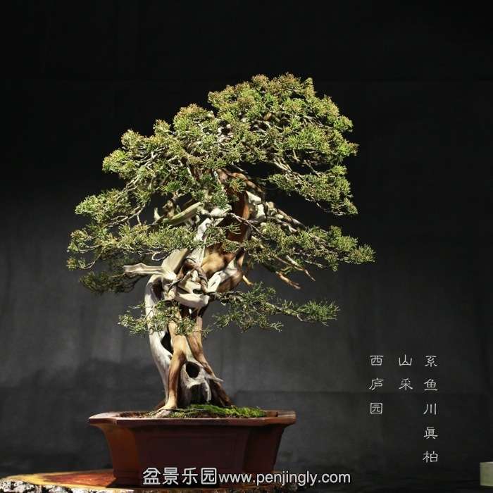 bonsai1601032.jpg