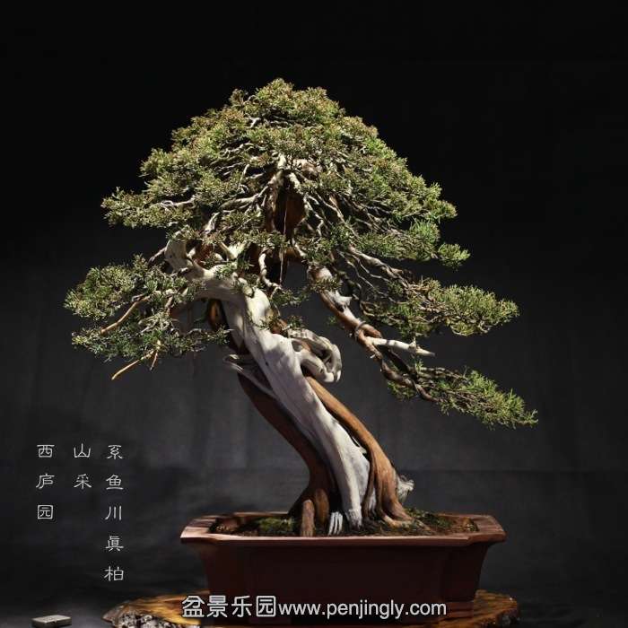bonsai1601033.jpg