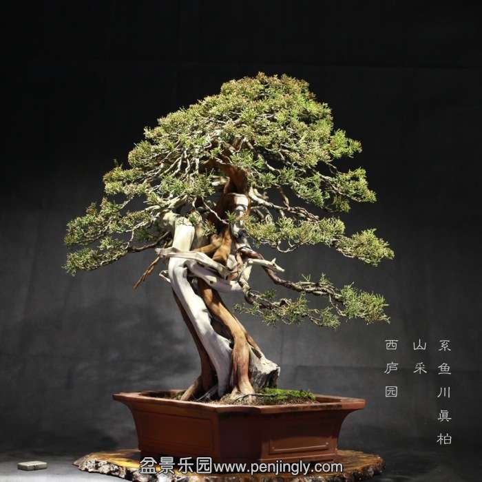 bonsai1601034.jpg