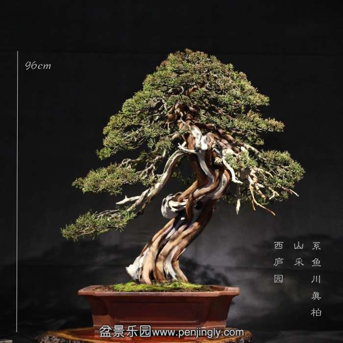 bonsai1601035.jpg