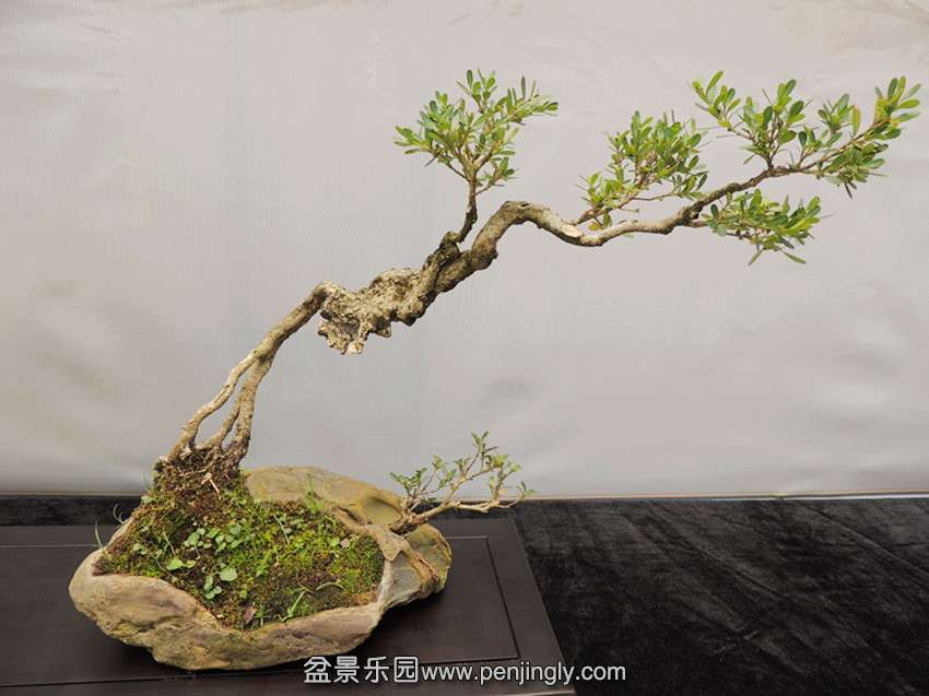 DSCN6847_.jpg