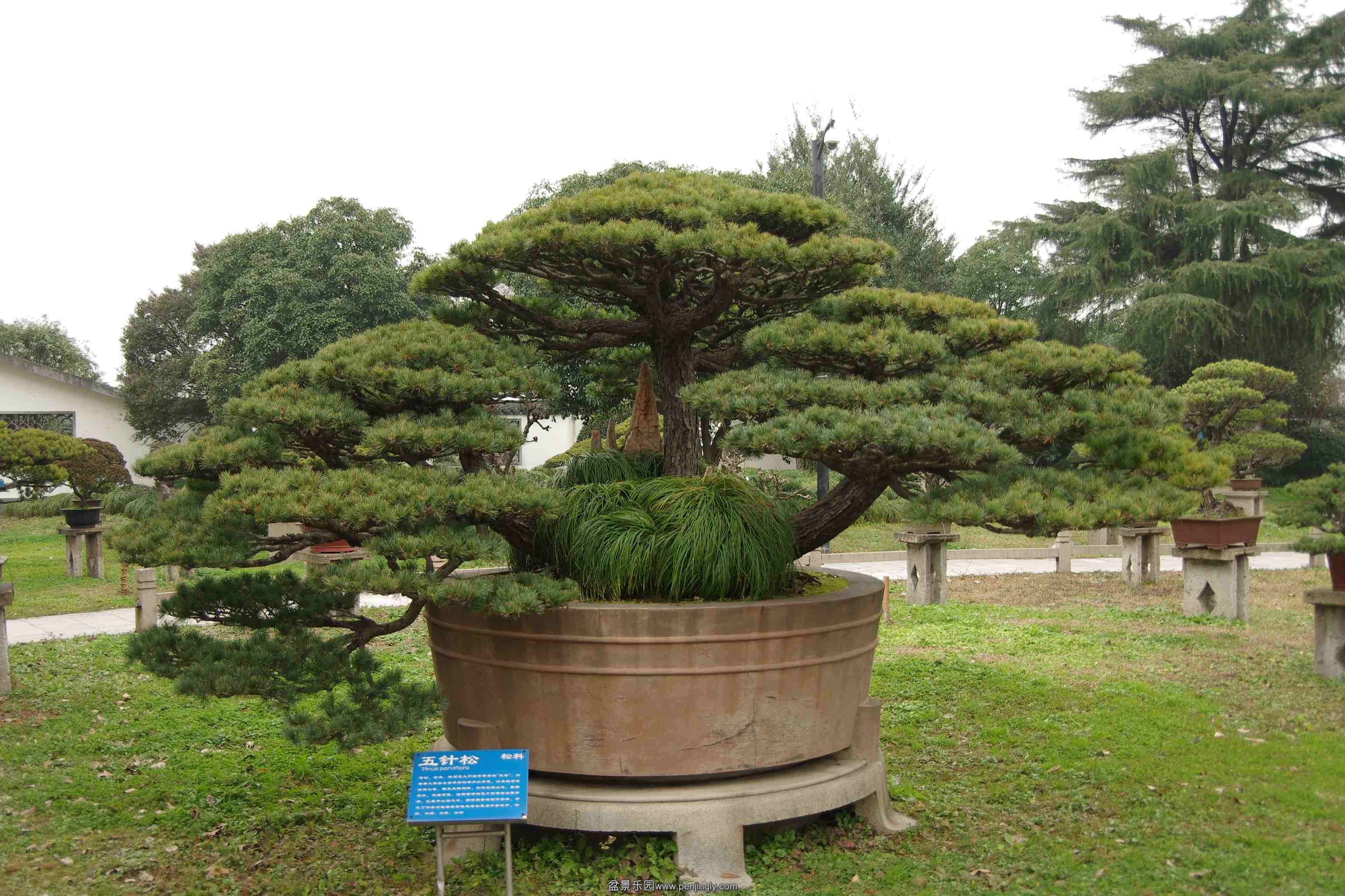 IMGP7927_conew2.jpg