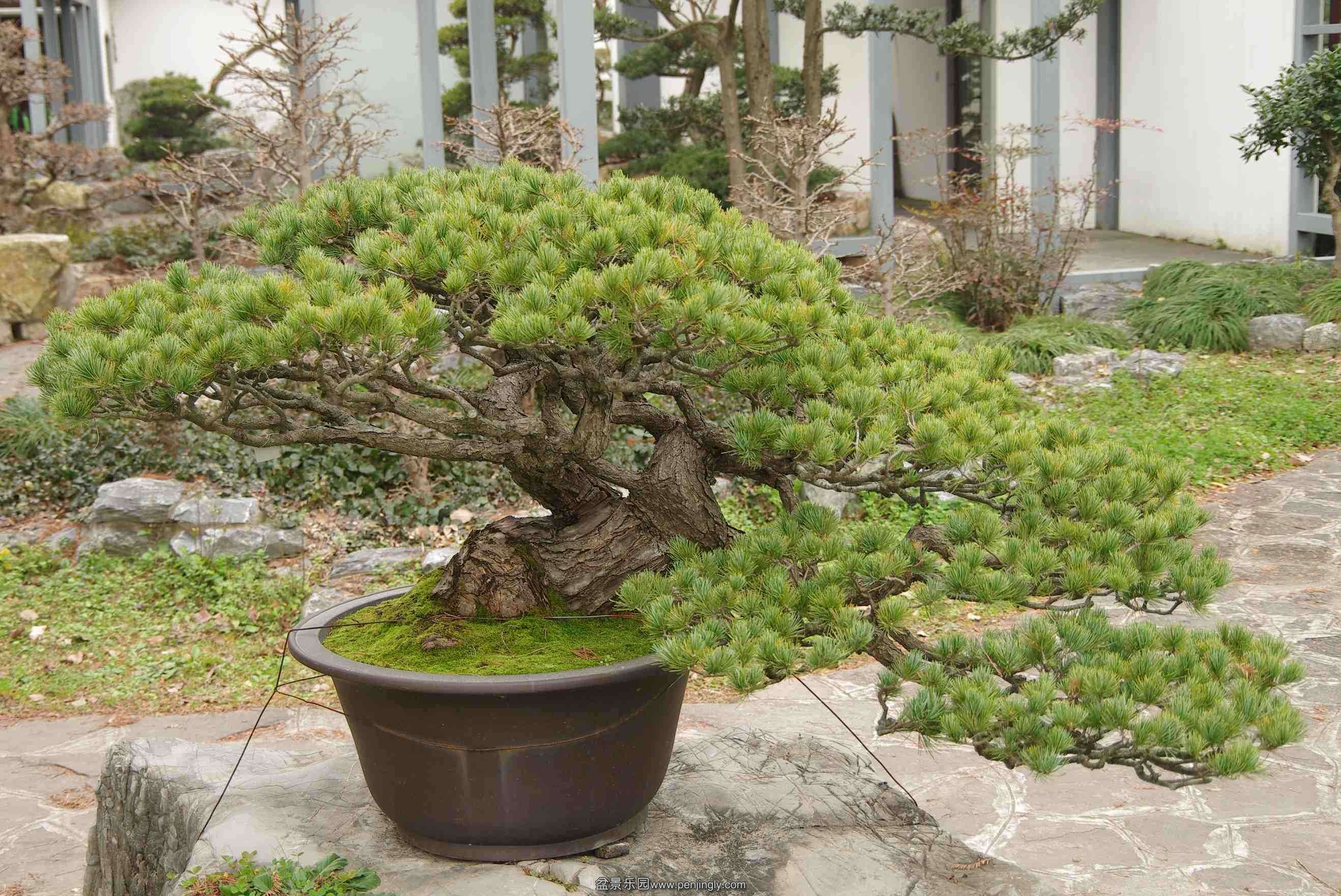 IMGP7931_conew1.jpg
