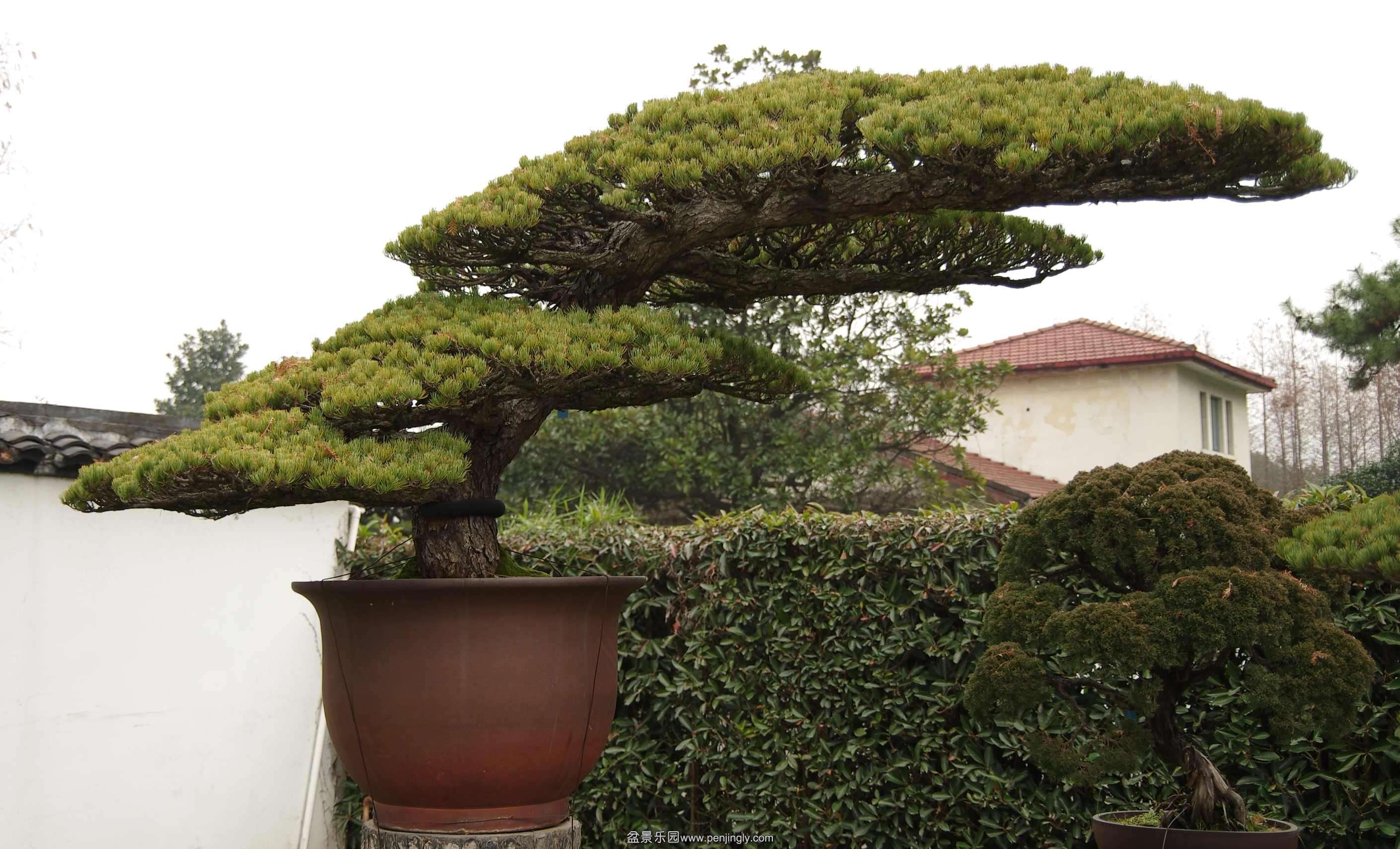 IMGP7946_conew1.jpg